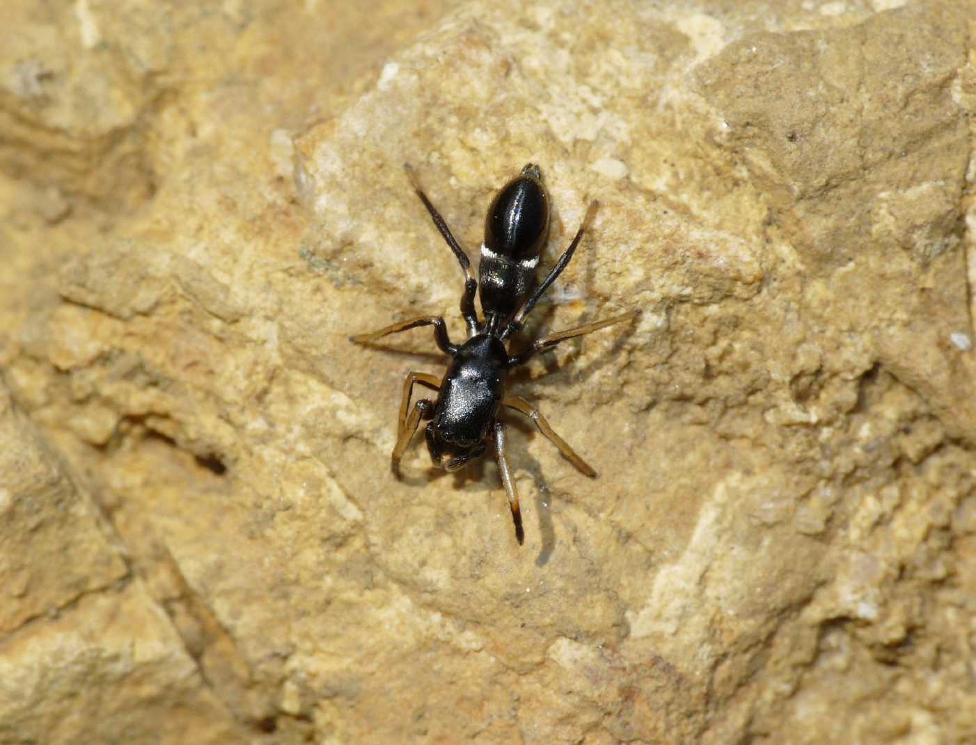 Leptorchestes (Salticidae) - Tolfa (RM)